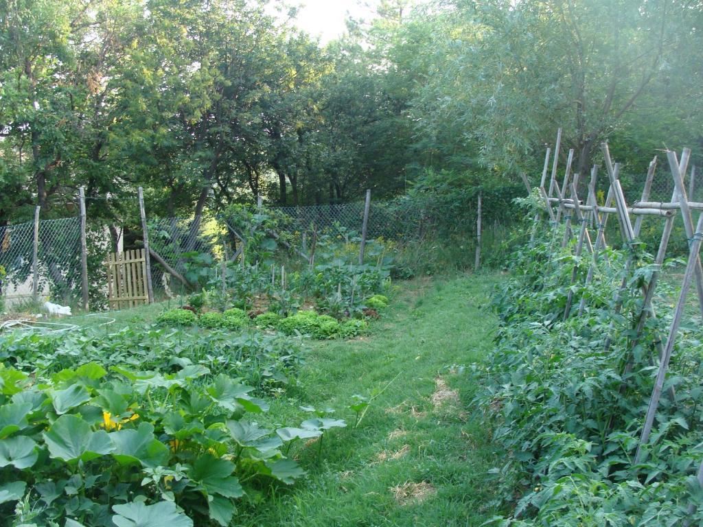 Forest View B&B Gavi Bagian luar foto
